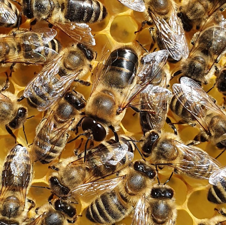 Die Biene – Bienenzuchtverein Roßdorf und Umgebung e.V.