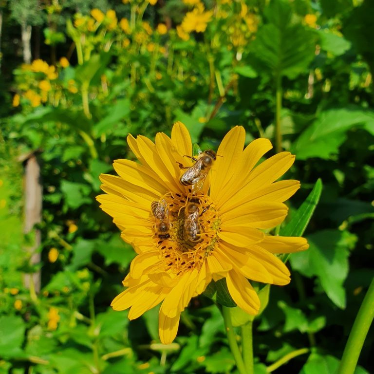 Durchwachsene Silphie (Silphium perfoliatum L.) Bienenzuchtverein